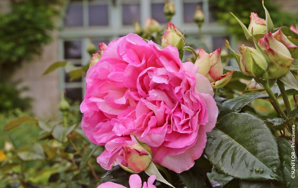 ©SUNFLOR - Primavera